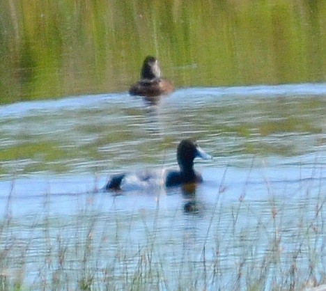 Greater Scaup - ML619693058