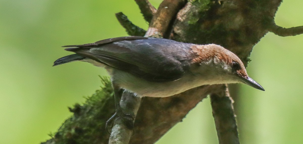 Brown-headed Nuthatch - ML619693063