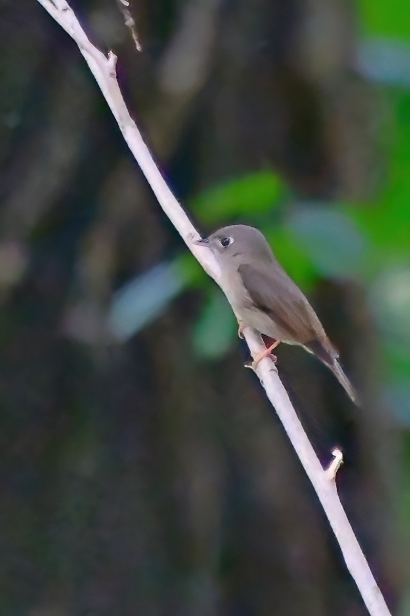 Brown-breasted Flycatcher - ML619693151
