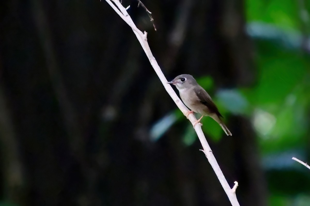 Brown-breasted Flycatcher - ML619693152
