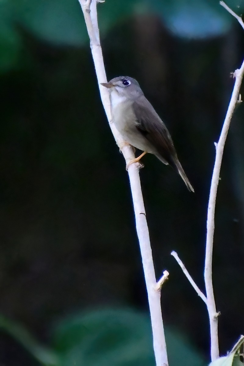 Brown-breasted Flycatcher - ML619693154