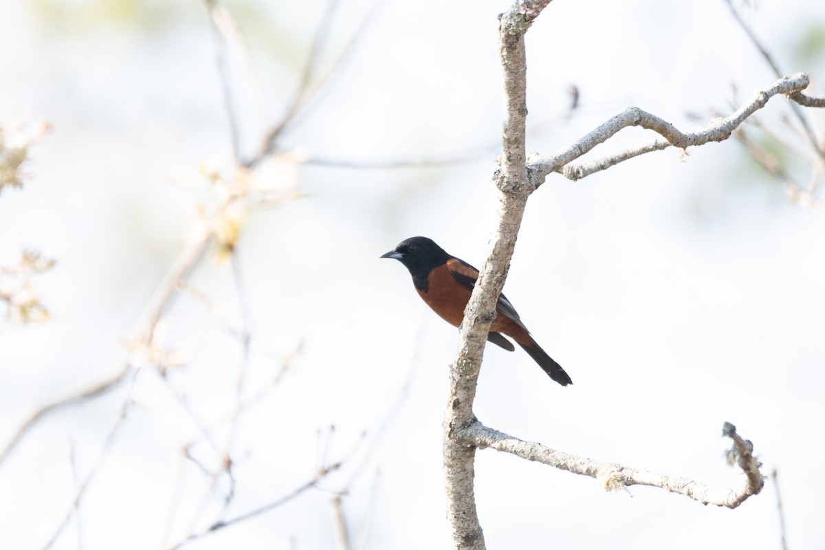 Orchard Oriole - ML619693156