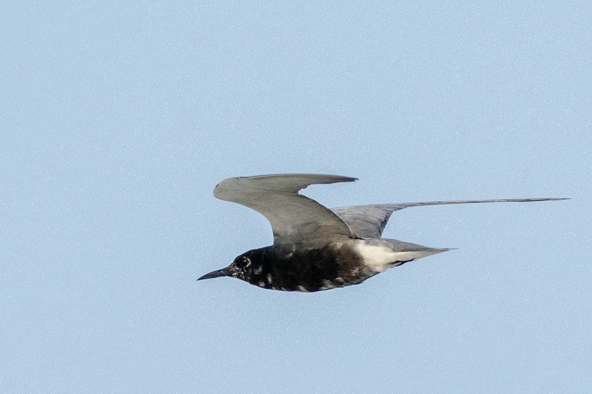 Black Tern - ML619693166