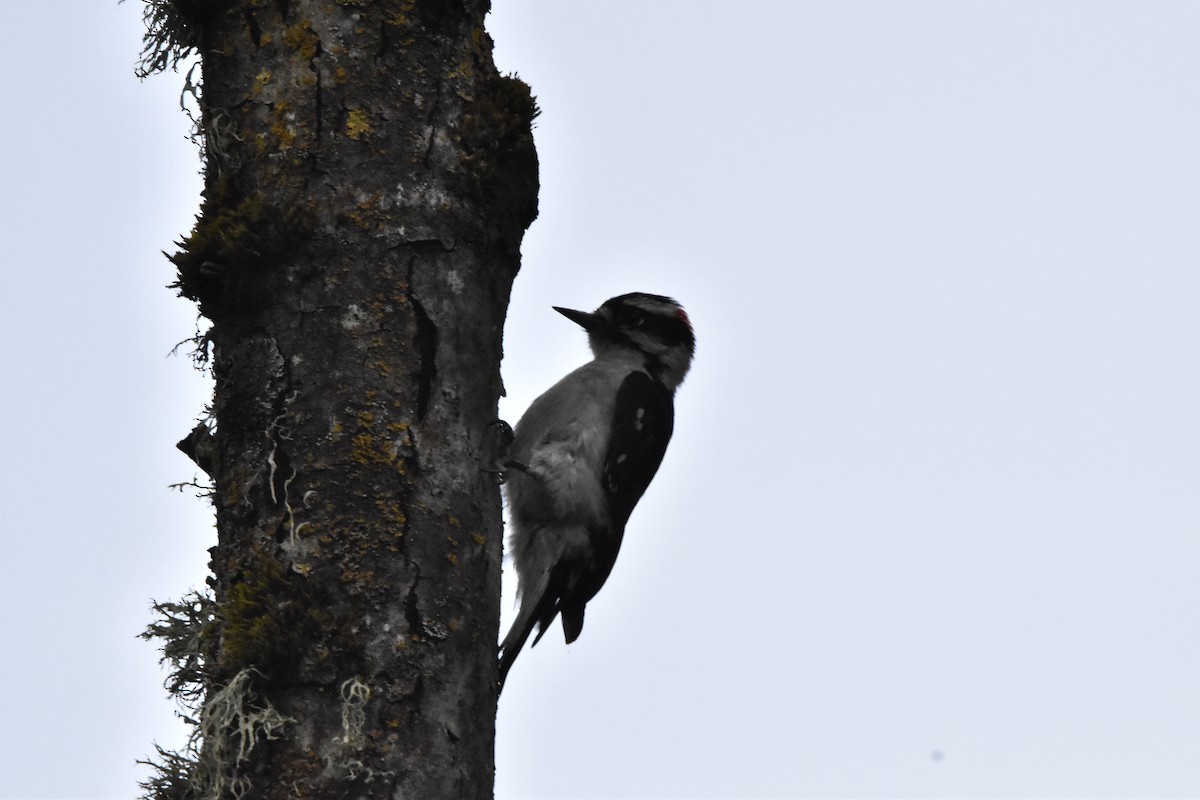 Downy Woodpecker - ML619693224