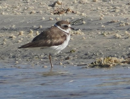 Semipalmated Plover - ML619693247