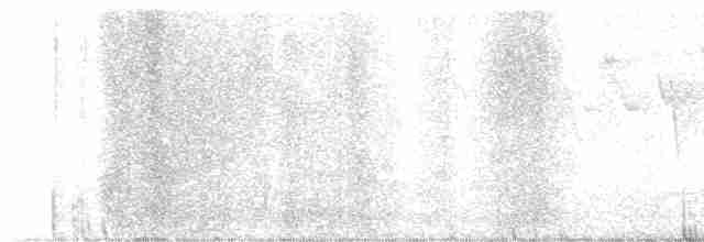 Дрізд-короткодзьоб Cвенсона - ML619693263