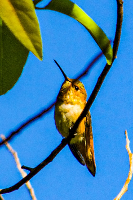 Allen's Hummingbird - ML619693275