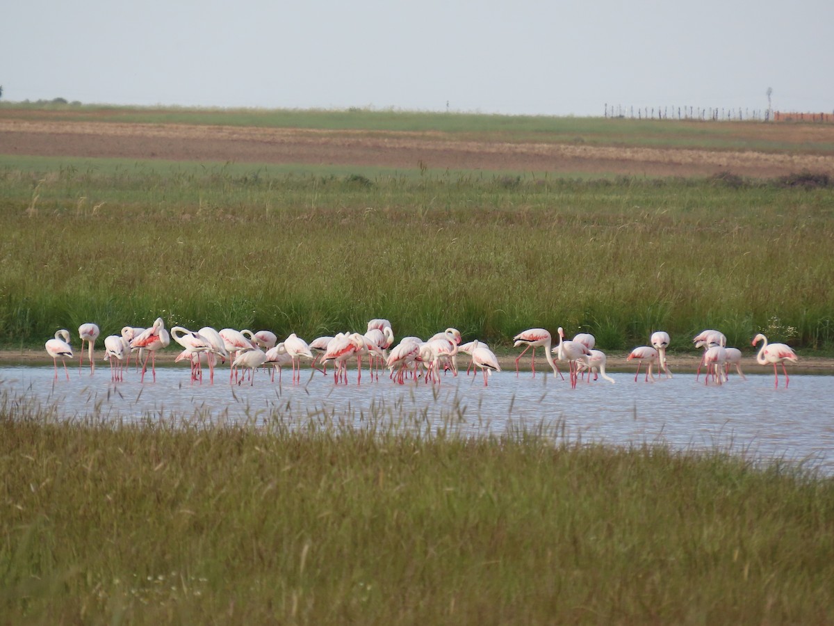 Greater Flamingo - ML619693276