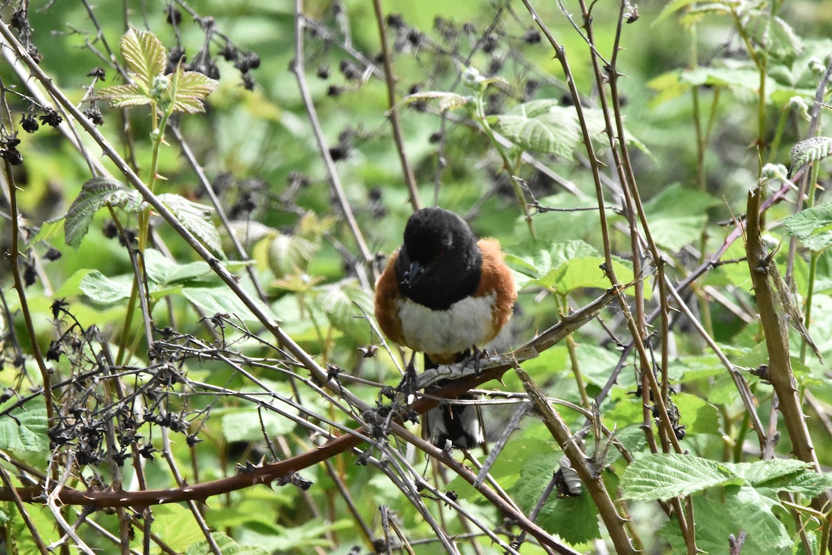 Spotted Towhee - ML619693310