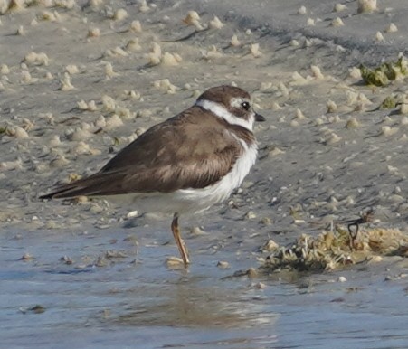 Semipalmated Plover - ML619693330