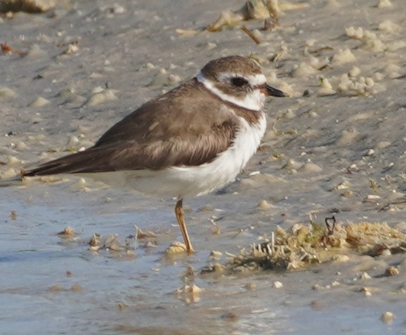 Semipalmated Plover - ML619693379