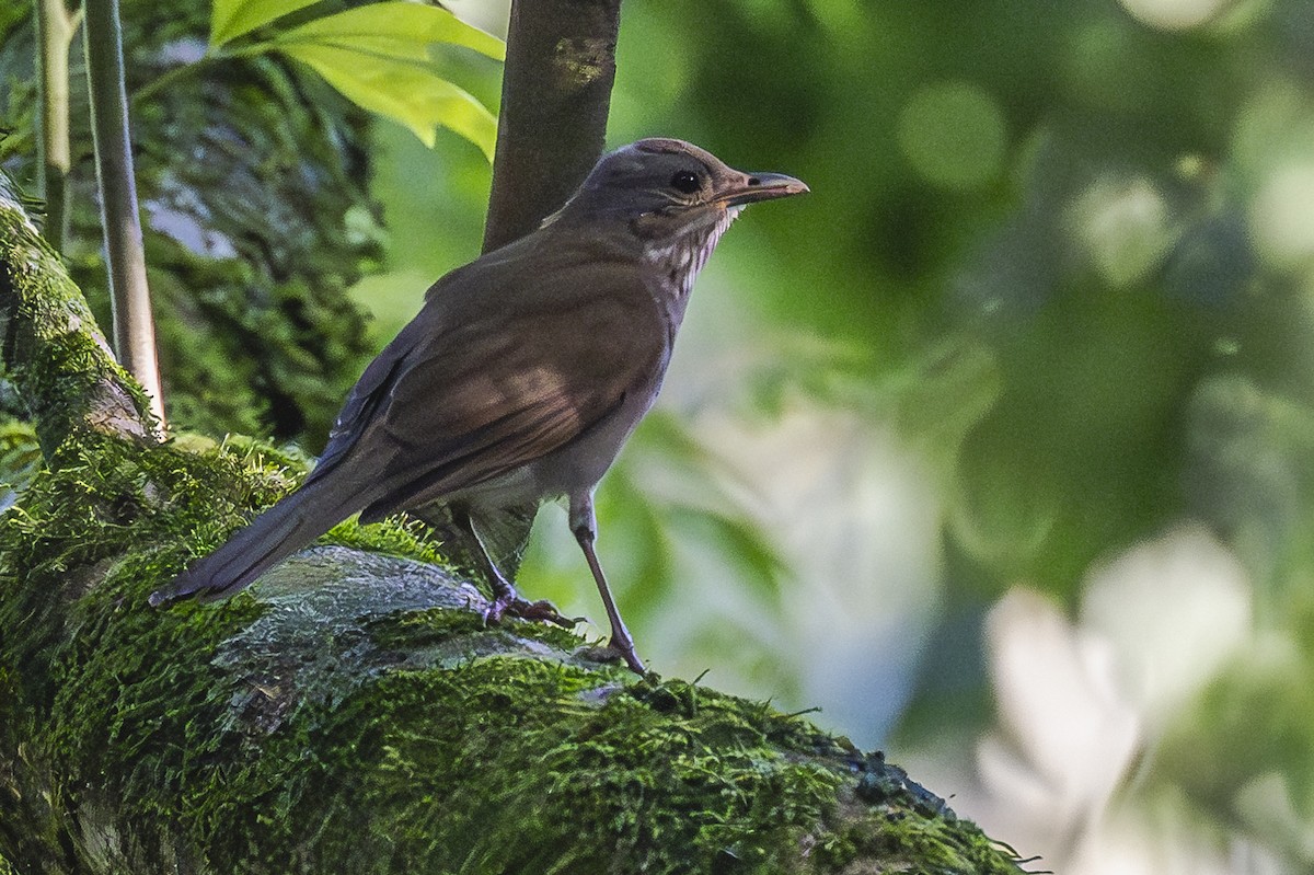Pale-breasted Thrush - ML619693418