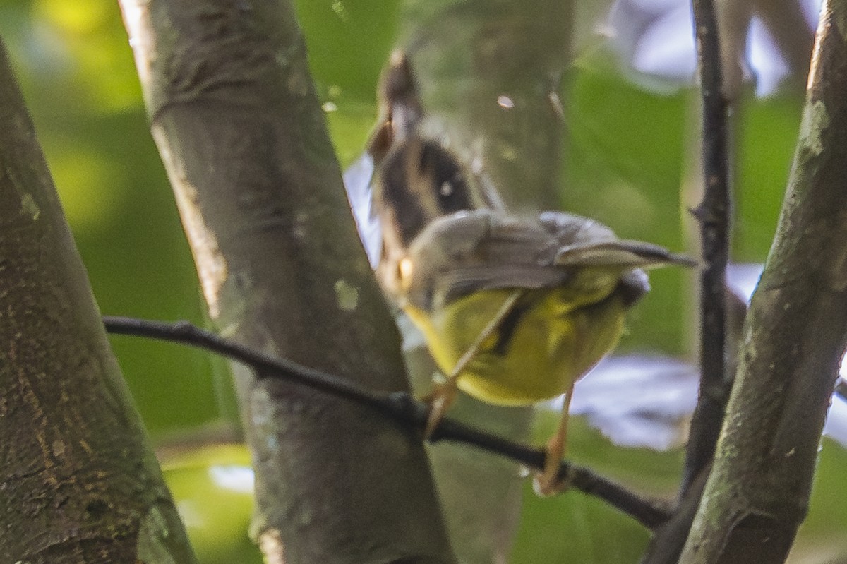 Golden-crowned Warbler - ML619693423