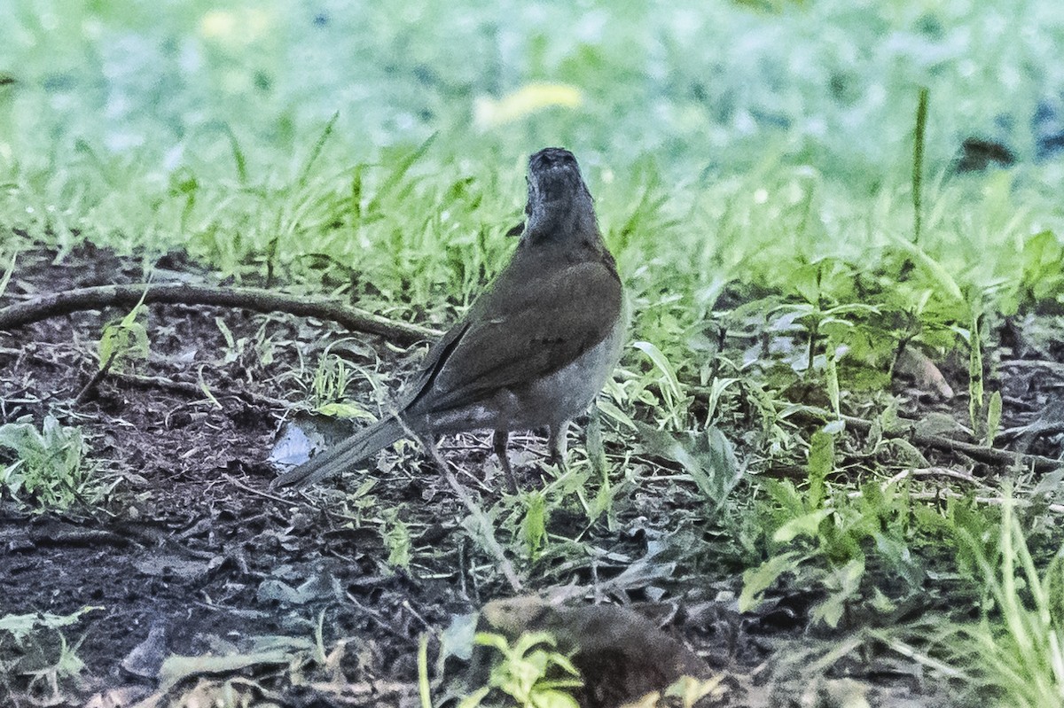 Pale-breasted Thrush - ML619693425