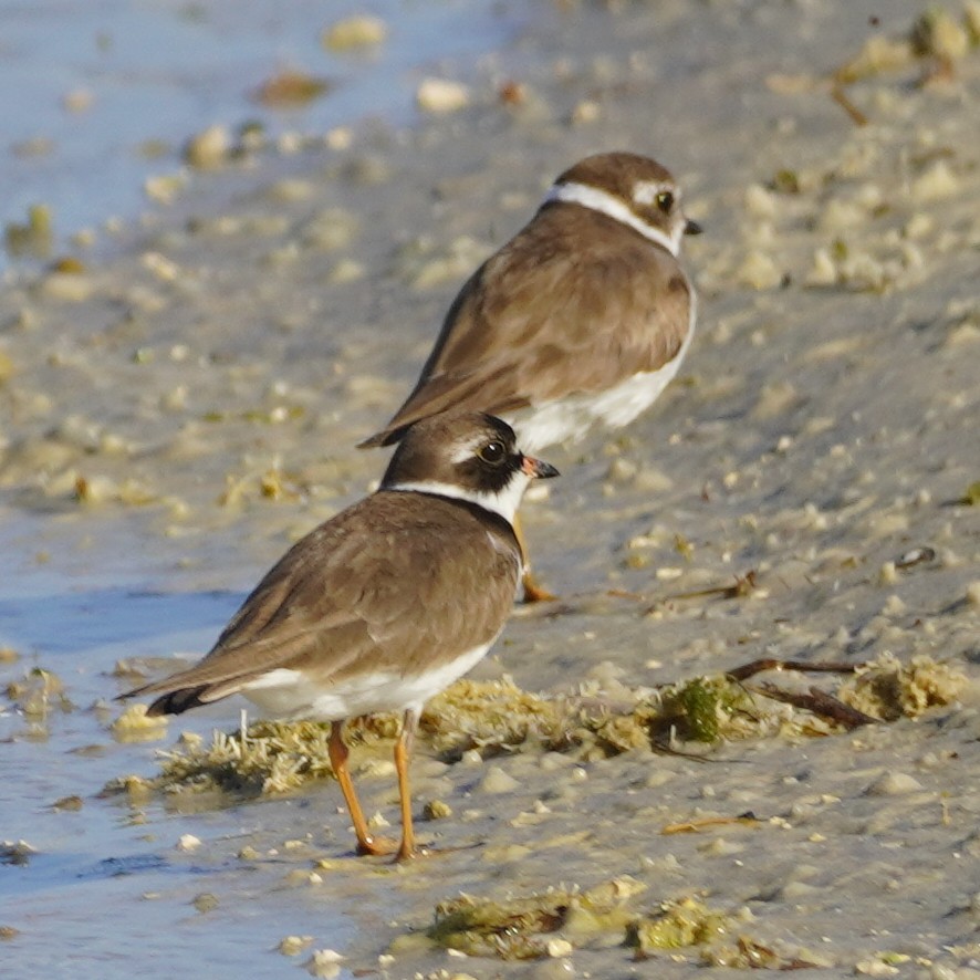 Semipalmated Plover - ML619693427