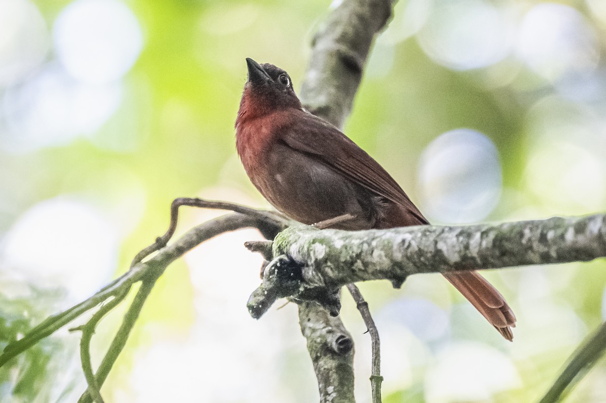 Red-crowned Ant-Tanager - ML619693448