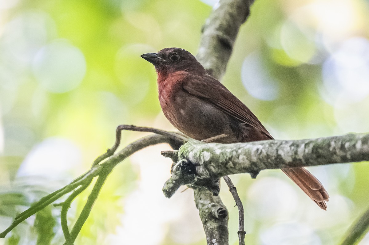 Red-crowned Ant-Tanager - ML619693450