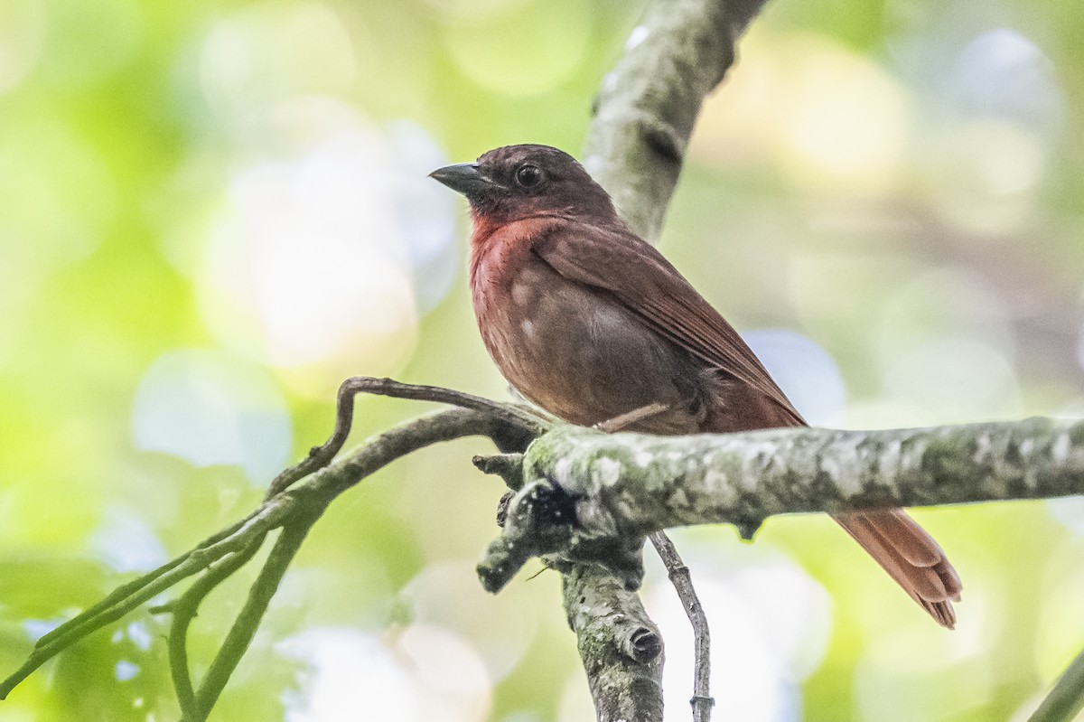 Red-crowned Ant-Tanager - ML619693453