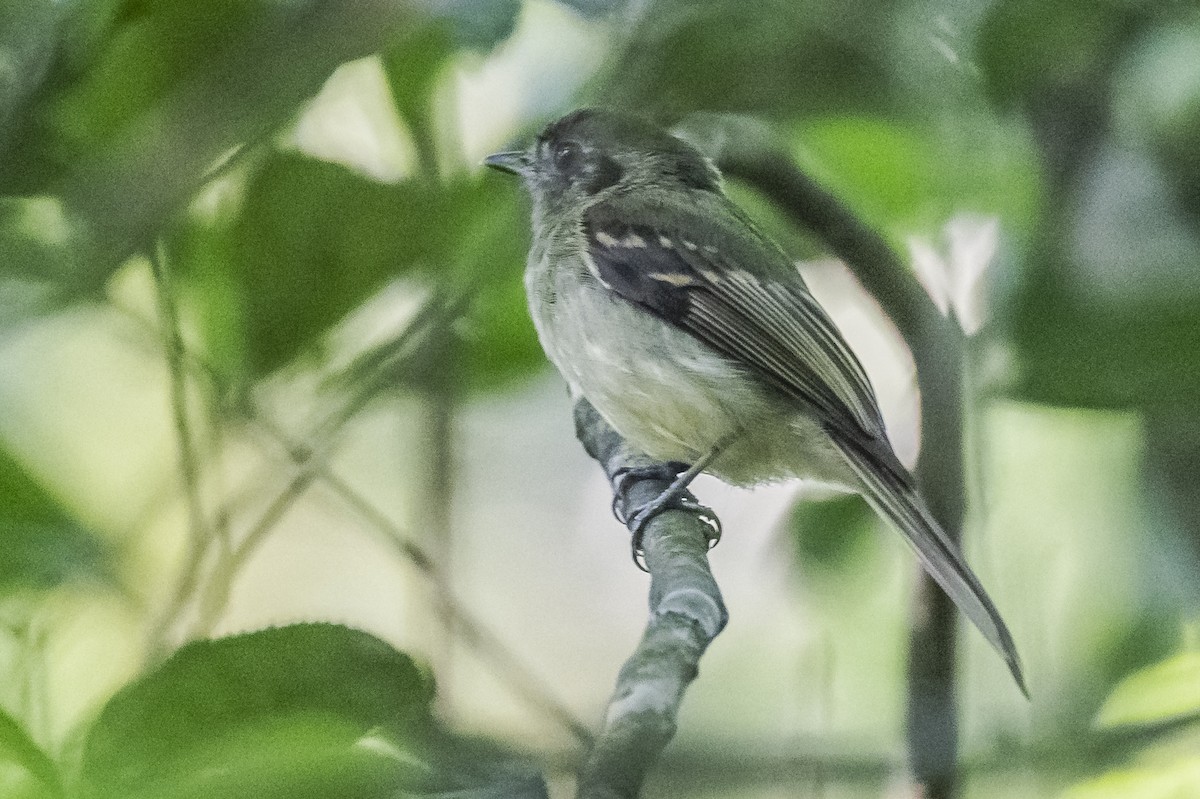 Sepia-capped Flycatcher - ML619693460