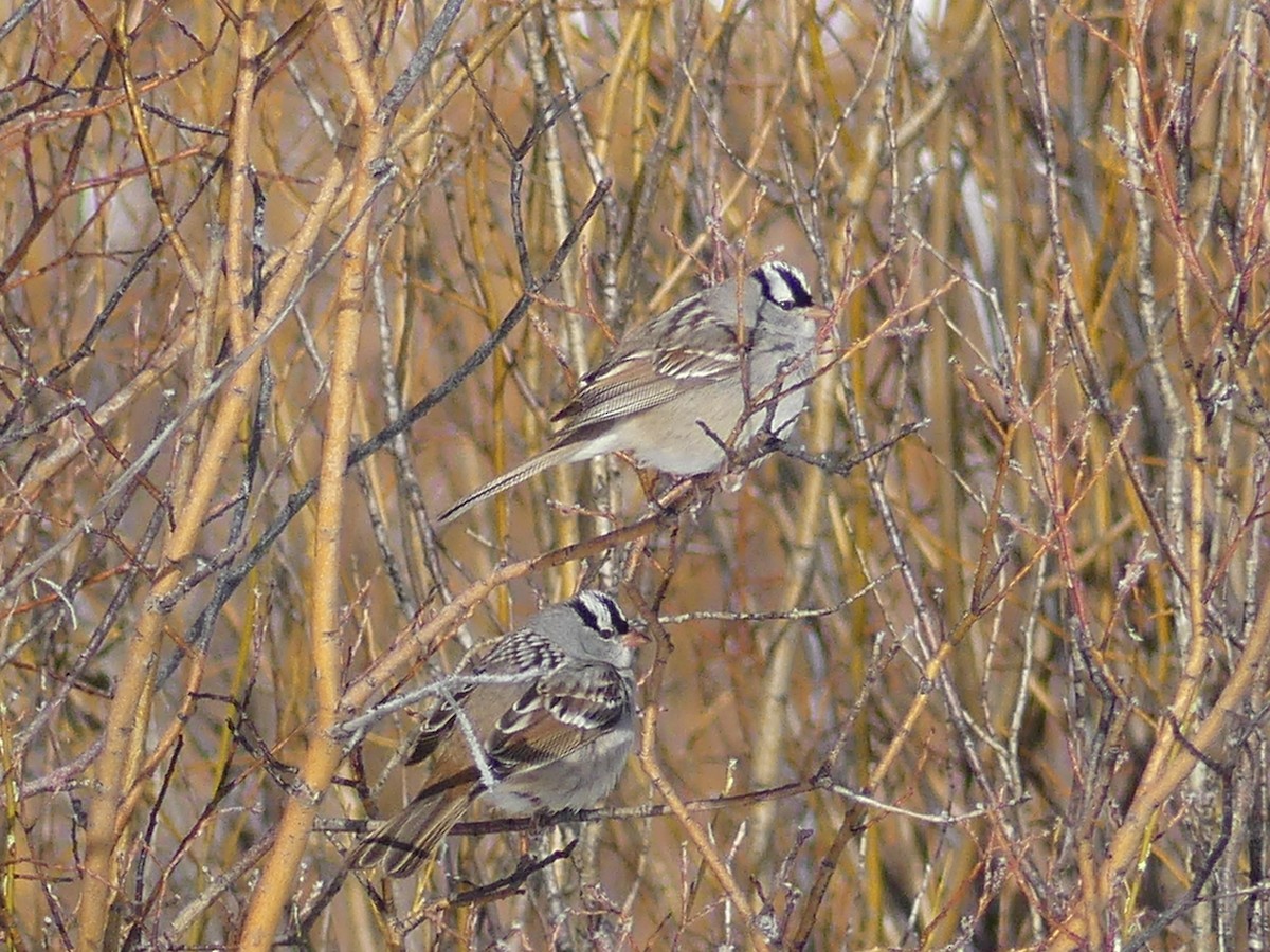 White-crowned Sparrow - ML619693471