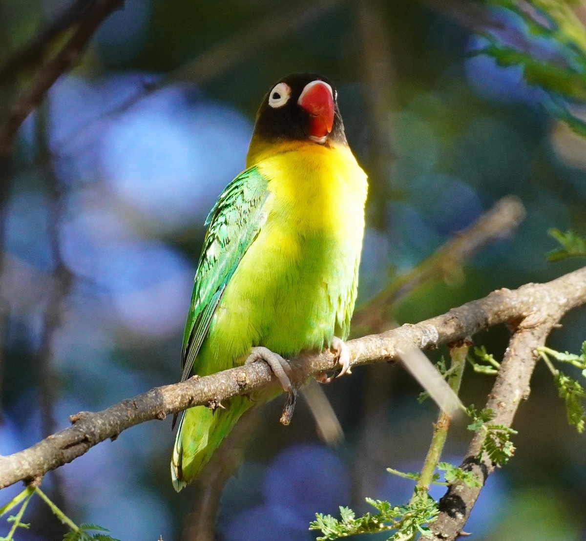Yellow-collared Lovebird - ML619693486