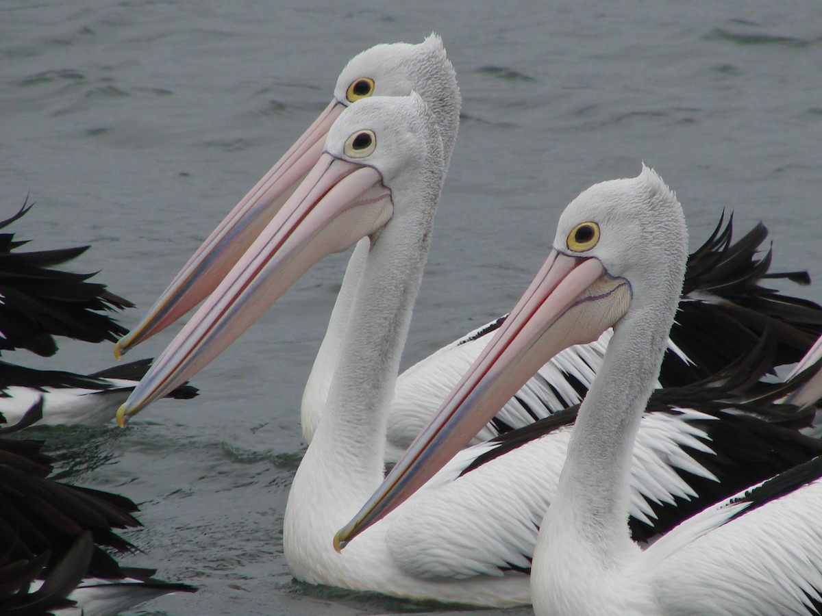 pelikán australský - ML619693487