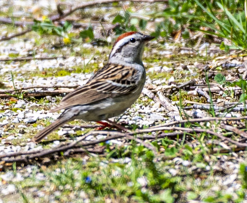 Chipping Sparrow - ML619693538