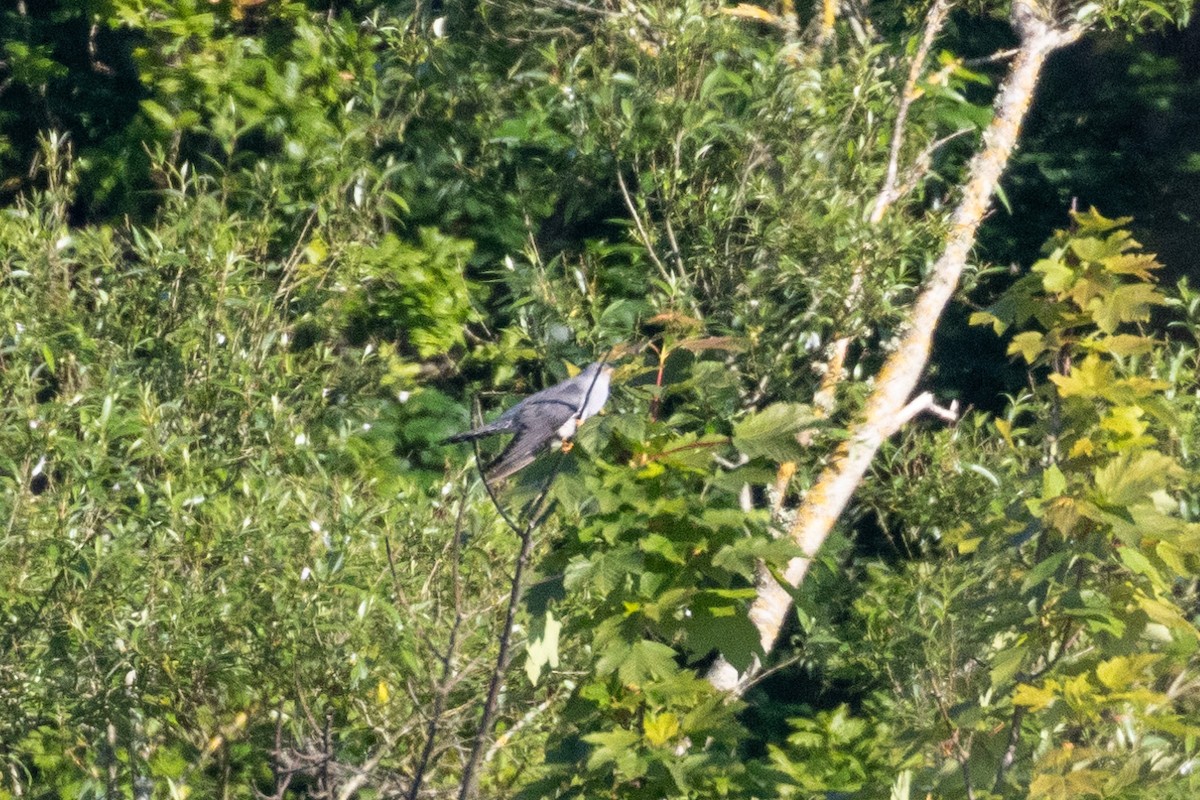 Common Cuckoo - ML619693540