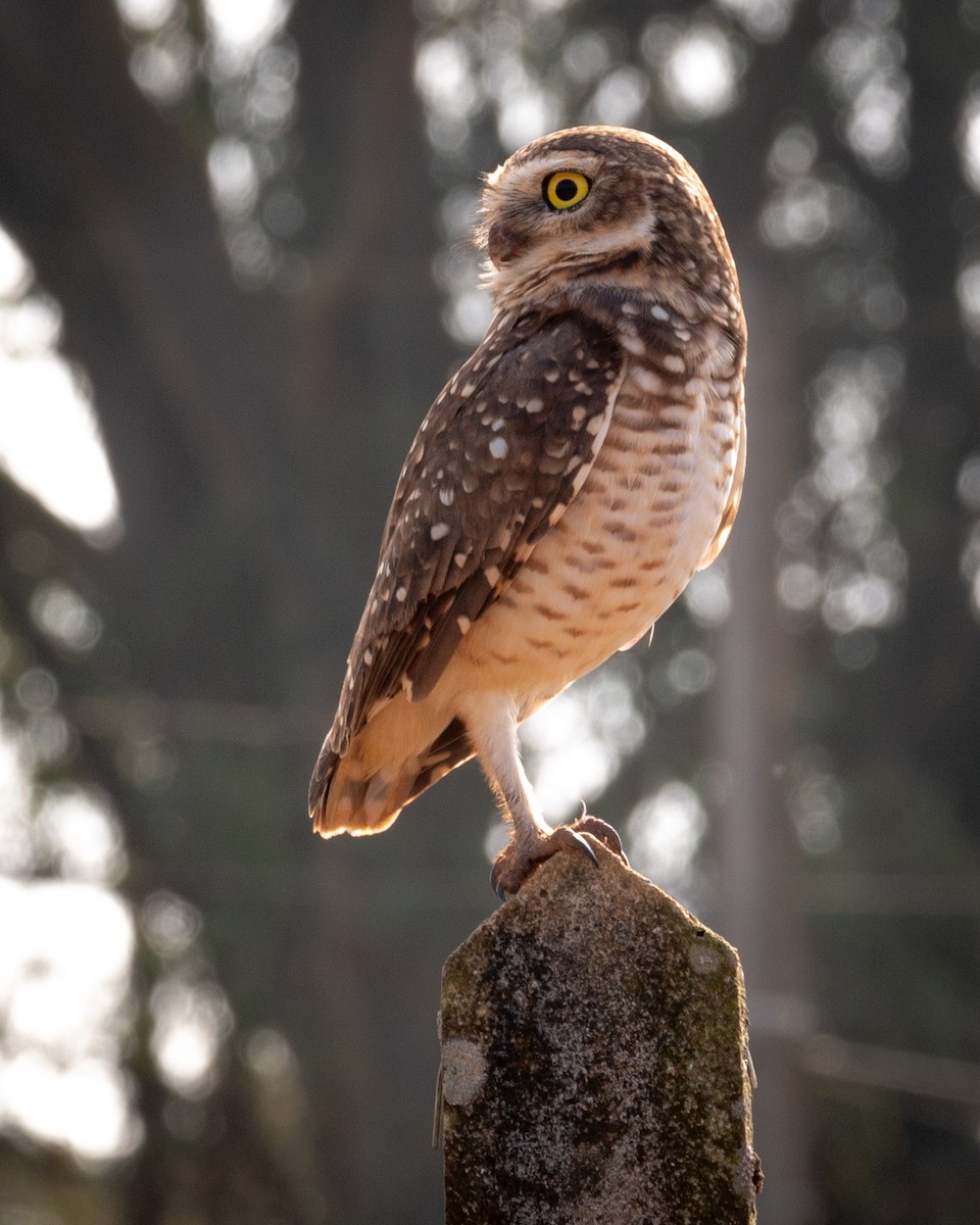 Burrowing Owl - ML619693582
