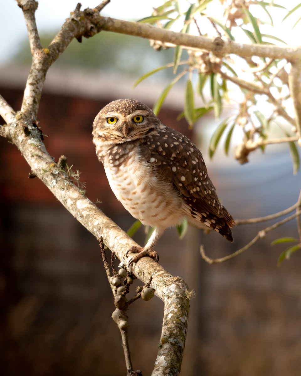 Burrowing Owl - ML619693583