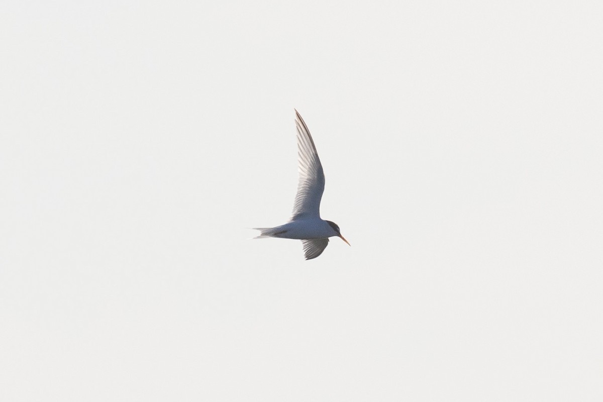 Common Tern - ML619693604