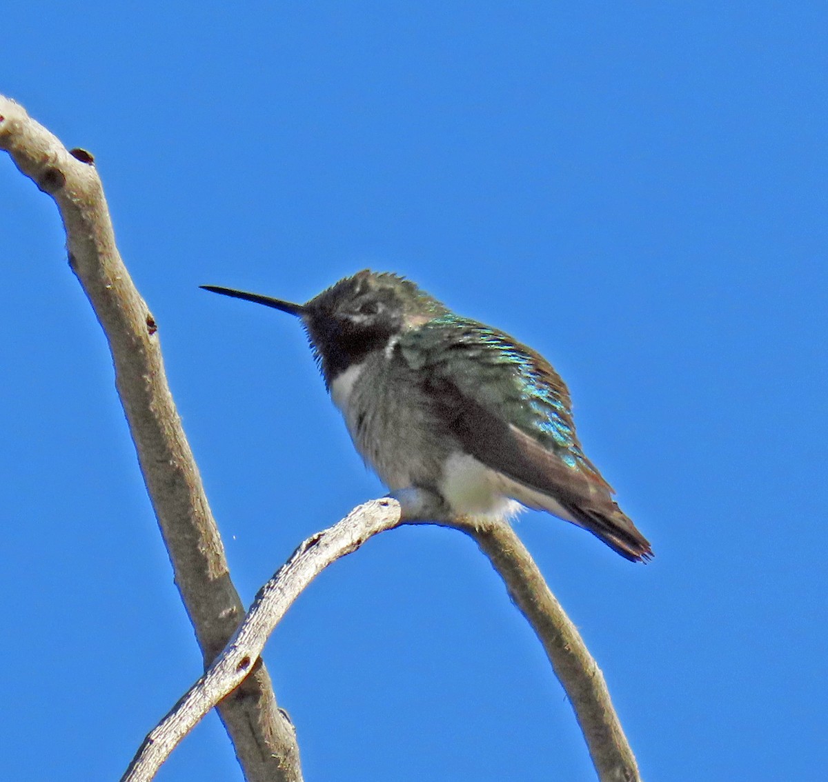 Broad-tailed Hummingbird - ML619693638