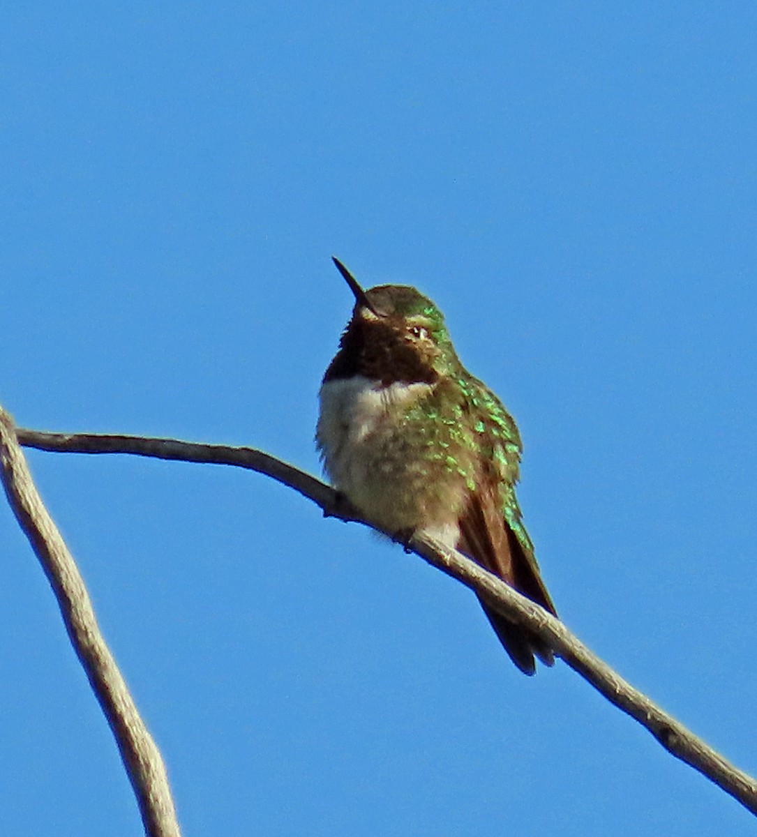 Broad-tailed Hummingbird - ML619693639