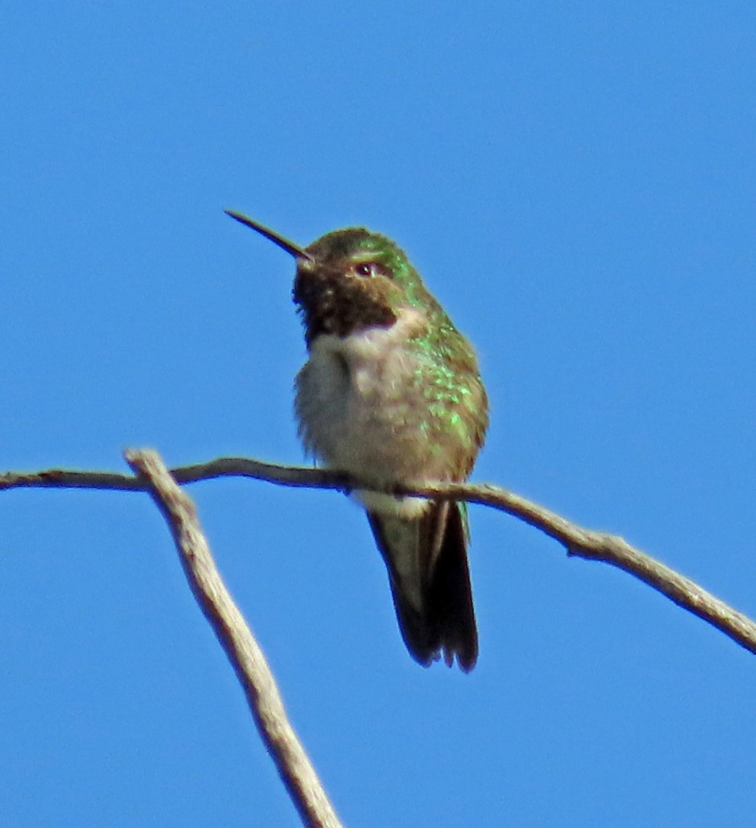 Broad-tailed Hummingbird - ML619693640
