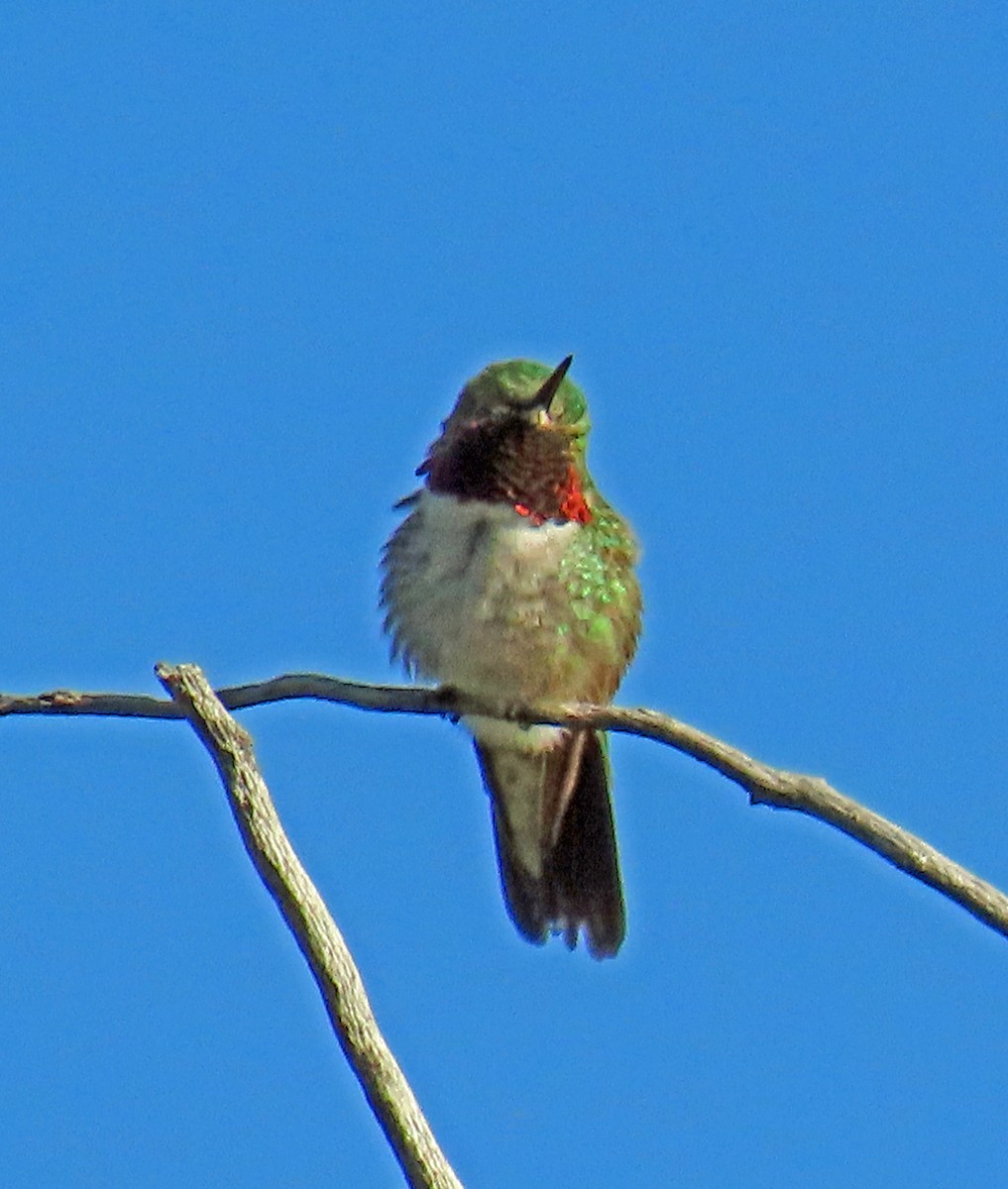 Broad-tailed Hummingbird - ML619693641