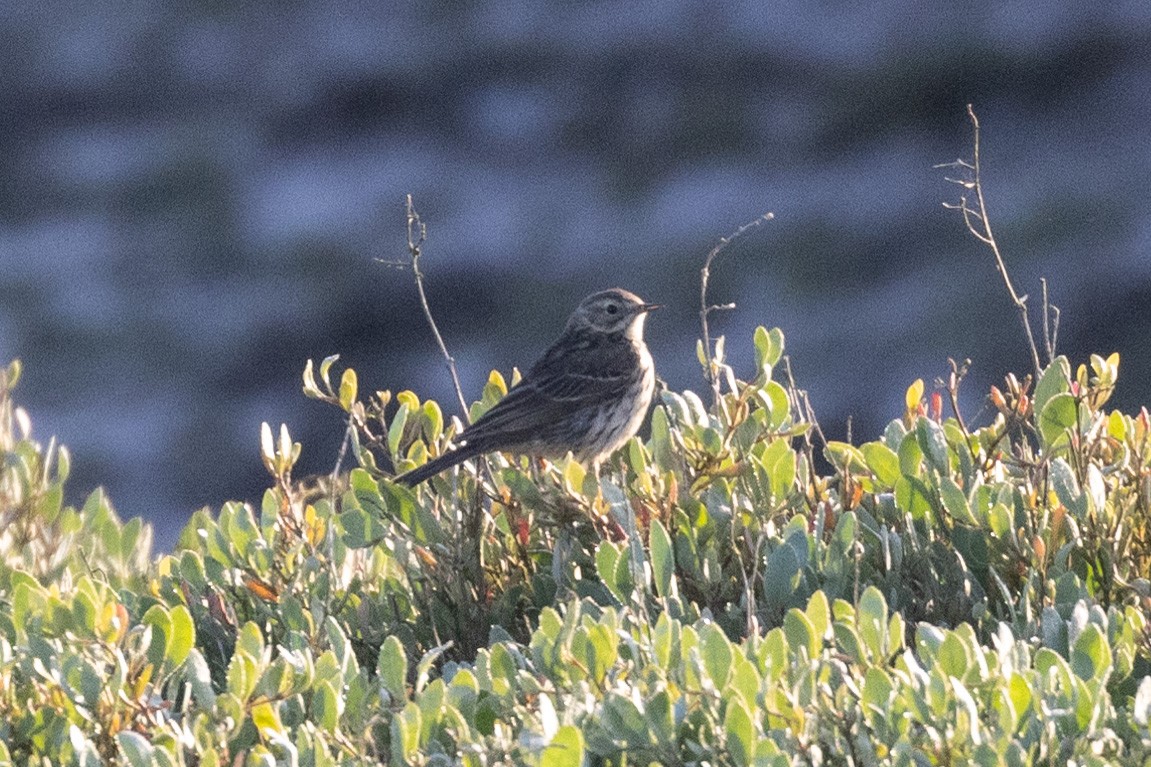 Meadow Pipit - ML619693642