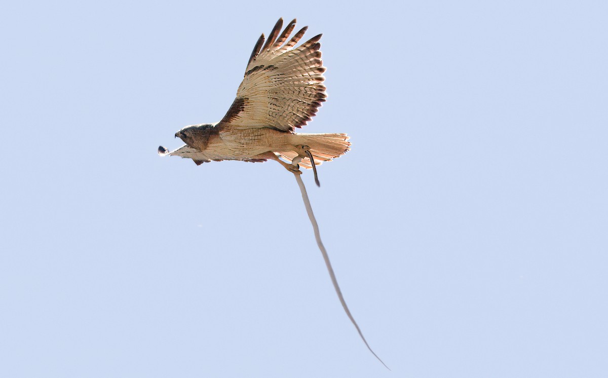 Red-tailed Hawk - ML619693643