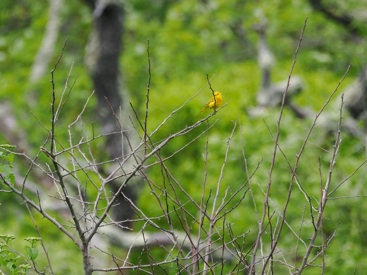 Yellow Warbler - ML619693659