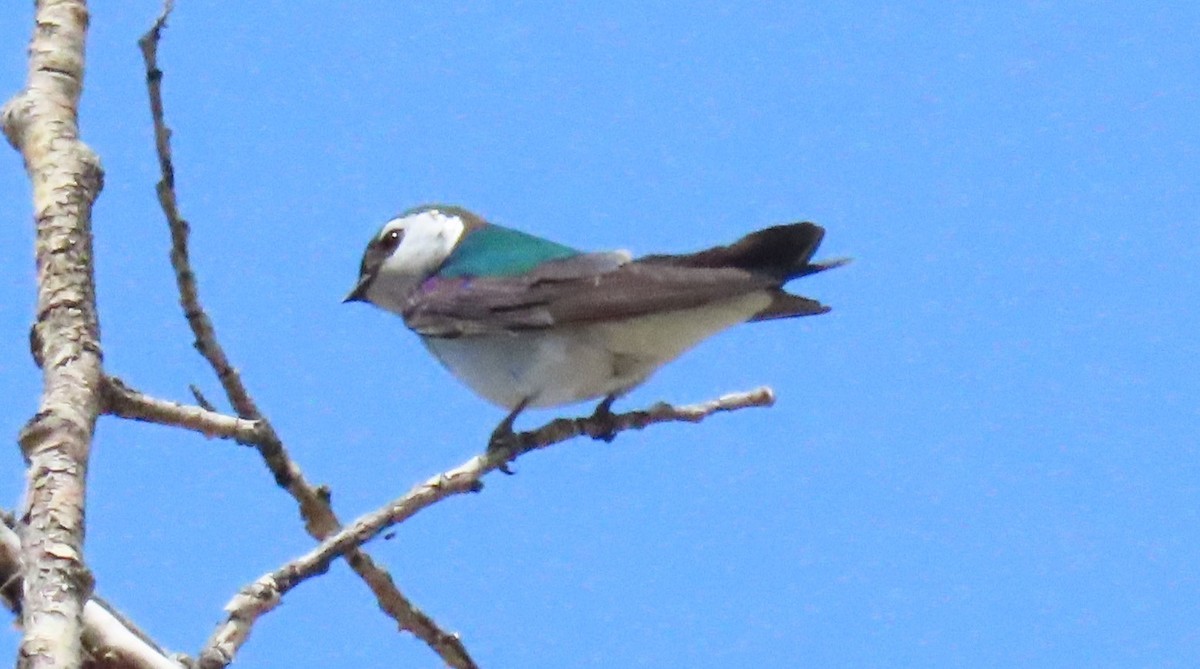 Violet-green Swallow - ML619693665