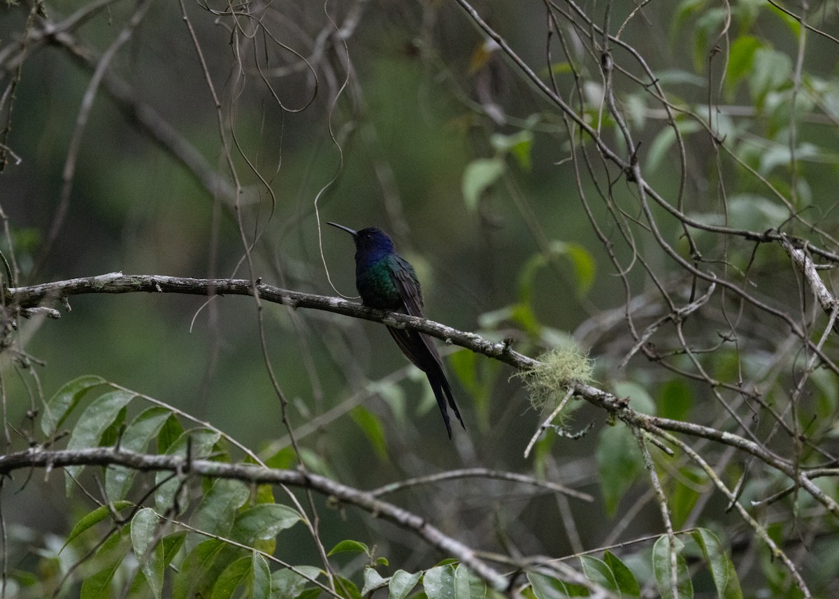 Swallow-tailed Hummingbird - ML619693841