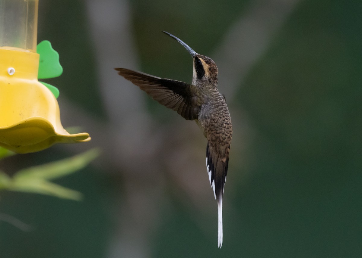 Scale-throated Hermit - ML619693861