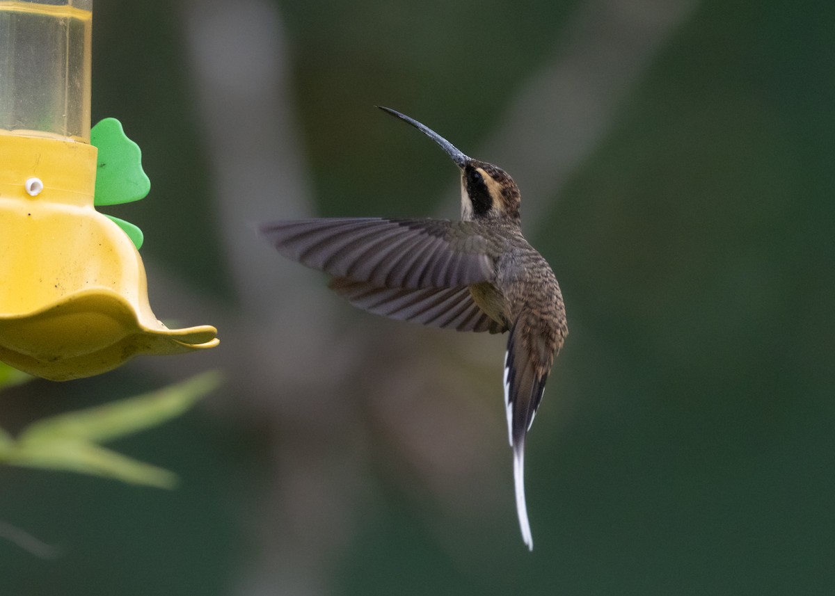Scale-throated Hermit - ML619693868