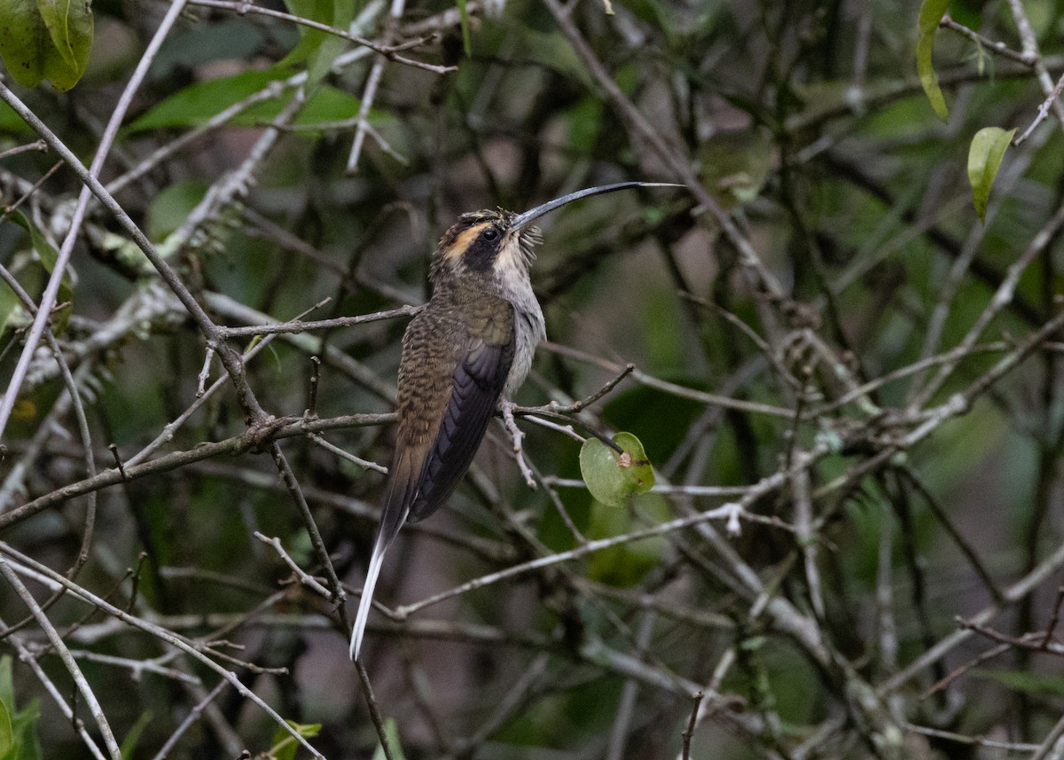 Scale-throated Hermit - ML619693870