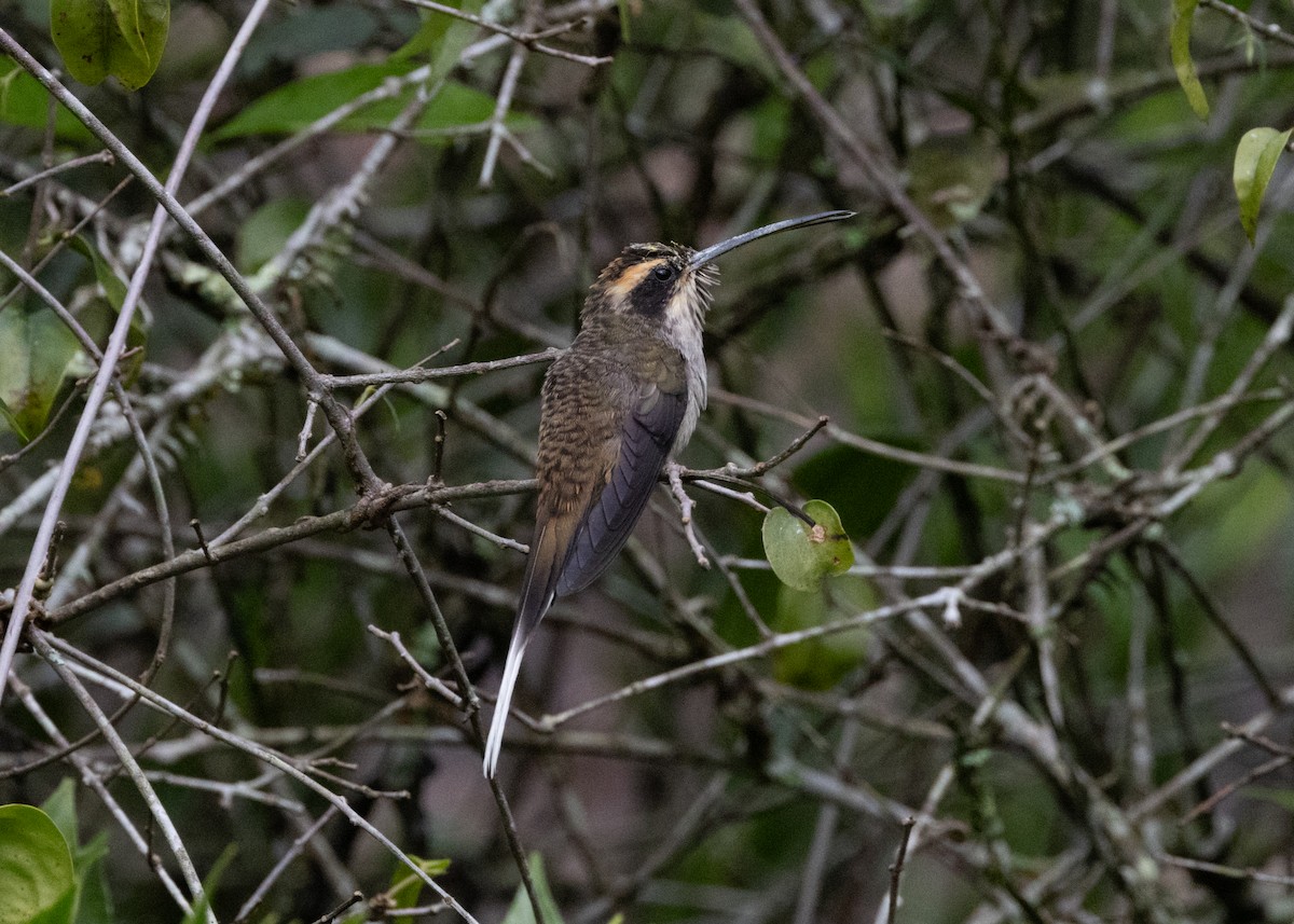 Scale-throated Hermit - ML619693871