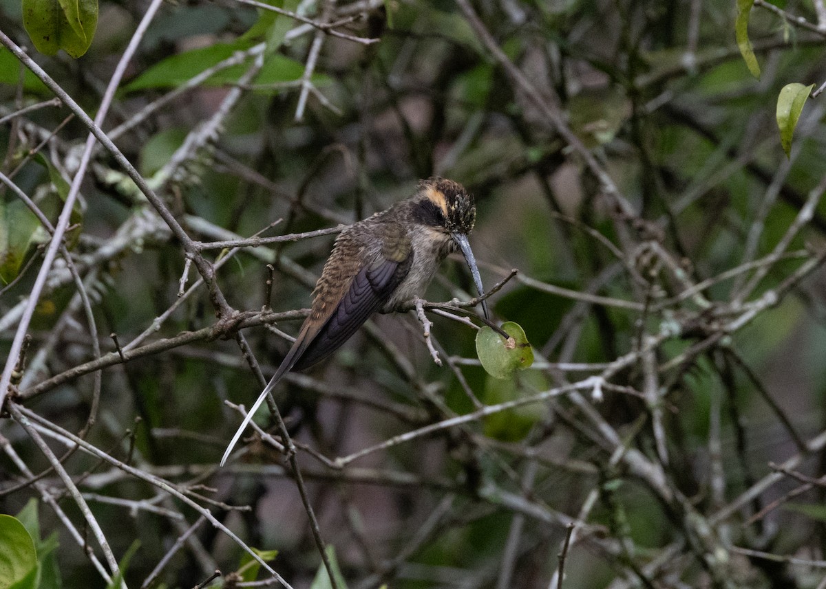 Scale-throated Hermit - ML619693872