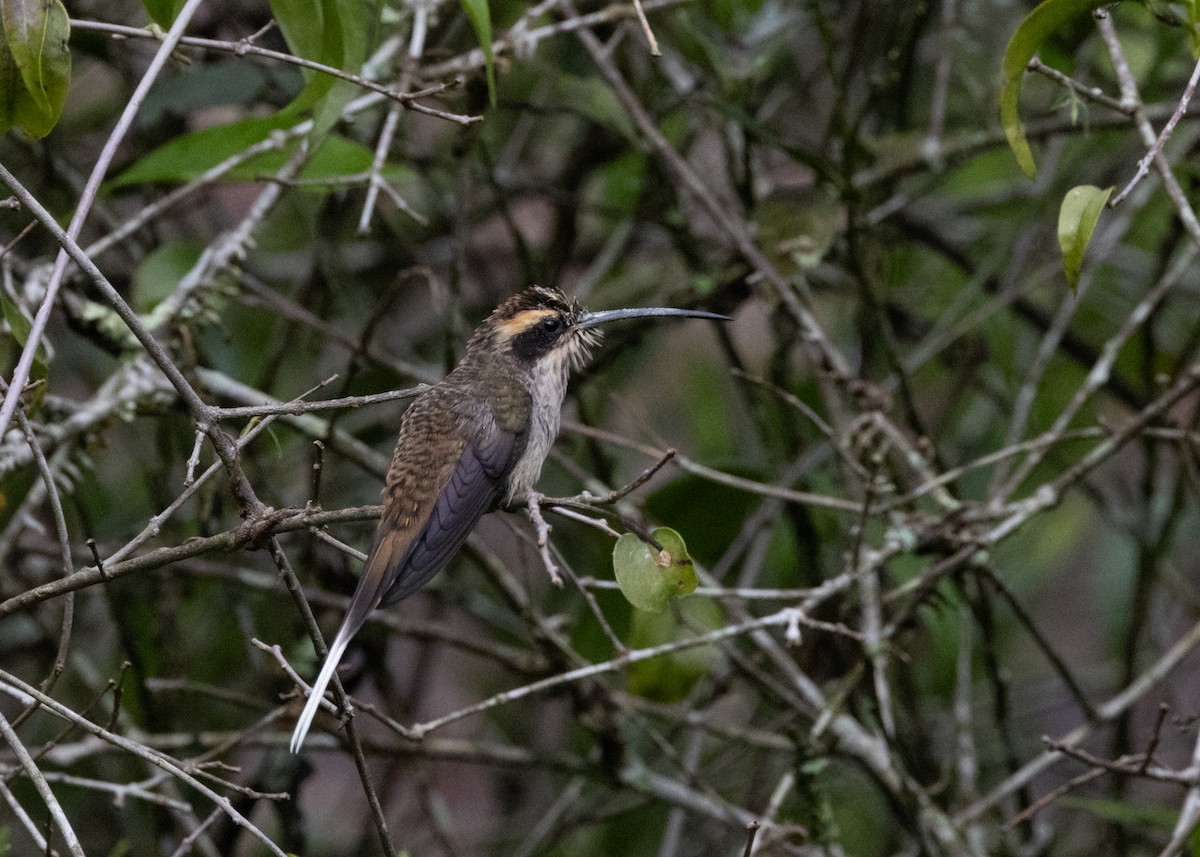 Scale-throated Hermit - ML619693873