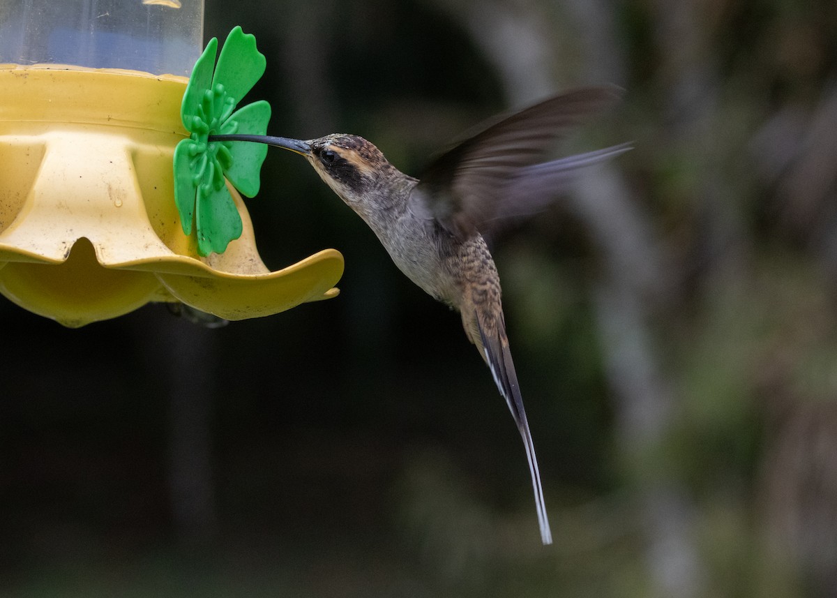 Scale-throated Hermit - ML619693876