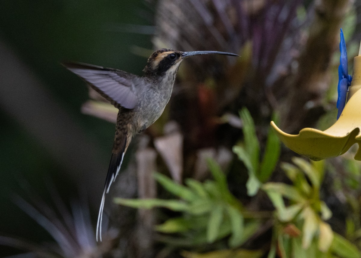Scale-throated Hermit - ML619693878