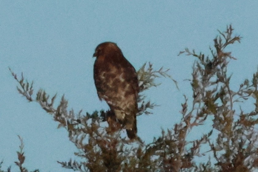 Red-tailed Hawk - ML619693898