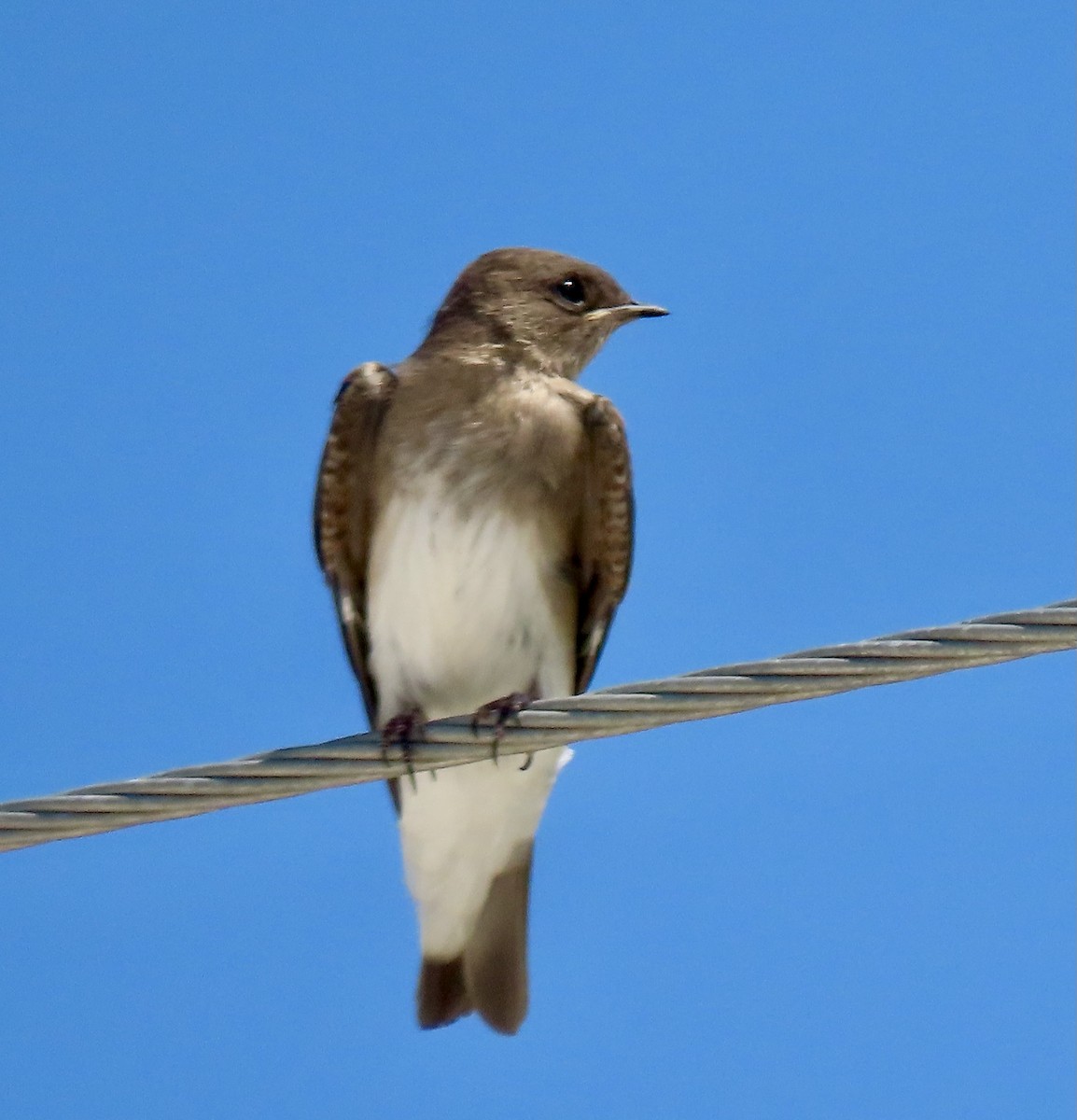 Northern Rough-winged Swallow - ML619694027